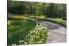 Sunlit path in daffodil garden-Anna Miller-Stretched Canvas