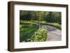 Sunlit path in daffodil garden-Anna Miller-Framed Photographic Print