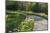 Sunlit path in daffodil garden-Anna Miller-Mounted Photographic Print