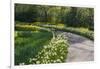 Sunlit path in daffodil garden-Anna Miller-Framed Photographic Print