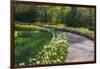 Sunlit path in daffodil garden-Anna Miller-Framed Photographic Print