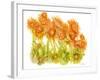 Sunlit Poppies I-Cheryl Baynes-Framed Art Print