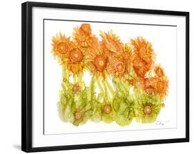 Sunlit Poppies I-Cheryl Baynes-Framed Art Print