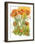 Sunlit Poppies III-Cheryl Baynes-Framed Art Print