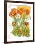 Sunlit Poppies III-Cheryl Baynes-Framed Art Print