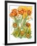 Sunlit Poppies III-Cheryl Baynes-Framed Art Print