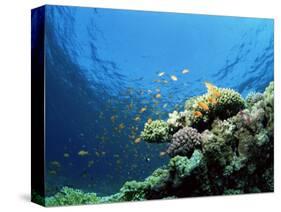 Sunlit Reef Top with Hard Corals and Anthias, Red Sea, Egypt, North Africa, Africa-Lousie Murray-Stretched Canvas