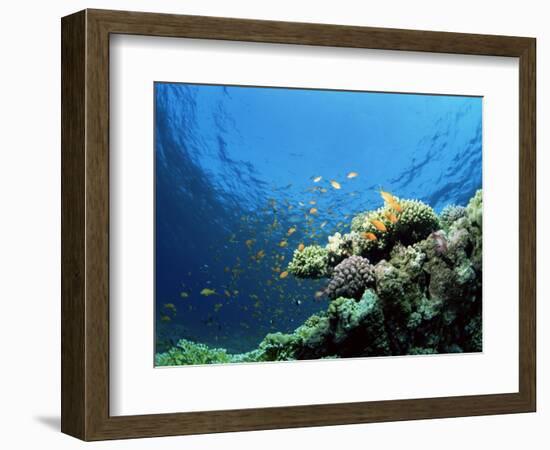 Sunlit Reef Top with Hard Corals and Anthias, Red Sea, Egypt, North Africa, Africa-Lousie Murray-Framed Photographic Print