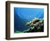 Sunlit Reef Top with Hard Corals and Anthias, Red Sea, Egypt, North Africa, Africa-Lousie Murray-Framed Photographic Print