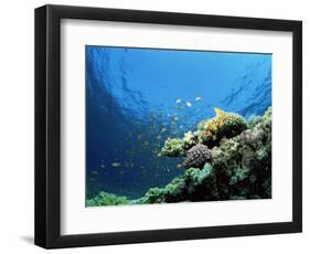 Sunlit Reef Top with Hard Corals and Anthias, Red Sea, Egypt, North Africa, Africa-Lousie Murray-Framed Photographic Print