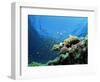 Sunlit Reef Top with Hard Corals and Anthias, Red Sea, Egypt, North Africa, Africa-Lousie Murray-Framed Photographic Print