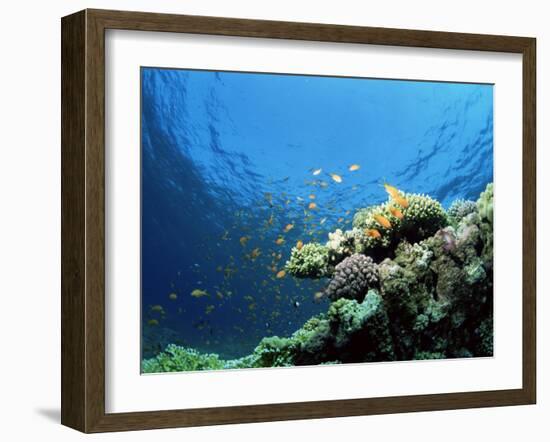 Sunlit Reef Top with Hard Corals and Anthias, Red Sea, Egypt, North Africa, Africa-Lousie Murray-Framed Photographic Print