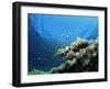 Sunlit Reef Top with Hard Corals and Anthias, Red Sea, Egypt, North Africa, Africa-Lousie Murray-Framed Photographic Print