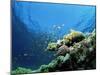 Sunlit Reef Top with Hard Corals and Anthias, Red Sea, Egypt, North Africa, Africa-Lousie Murray-Mounted Photographic Print