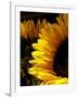 Sunlit Sunflowers I-Monika Burkhart-Framed Photographic Print