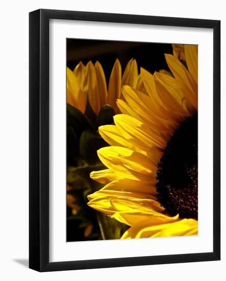 Sunlit Sunflowers I-Monika Burkhart-Framed Photographic Print