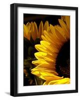 Sunlit Sunflowers I-Monika Burkhart-Framed Photographic Print