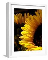 Sunlit Sunflowers I-Monika Burkhart-Framed Photographic Print