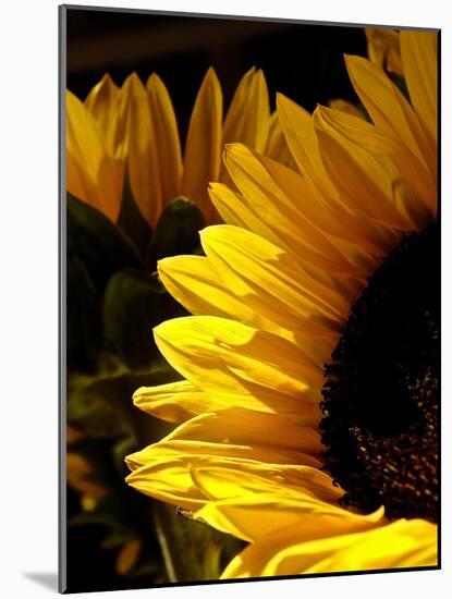 Sunlit Sunflowers I-Monika Burkhart-Mounted Photographic Print