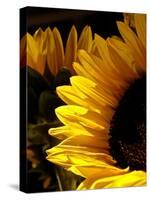 Sunlit Sunflowers I-Monika Burkhart-Stretched Canvas