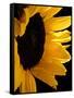 Sunlit Sunflowers II-Monika Burkhart-Framed Stretched Canvas