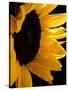 Sunlit Sunflowers II-Monika Burkhart-Stretched Canvas