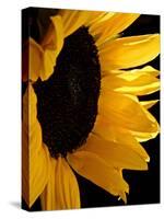 Sunlit Sunflowers II-Monika Burkhart-Stretched Canvas