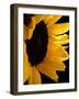 Sunlit Sunflowers II-Monika Burkhart-Framed Photographic Print