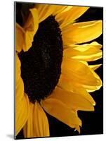 Sunlit Sunflowers II-Monika Burkhart-Mounted Photographic Print
