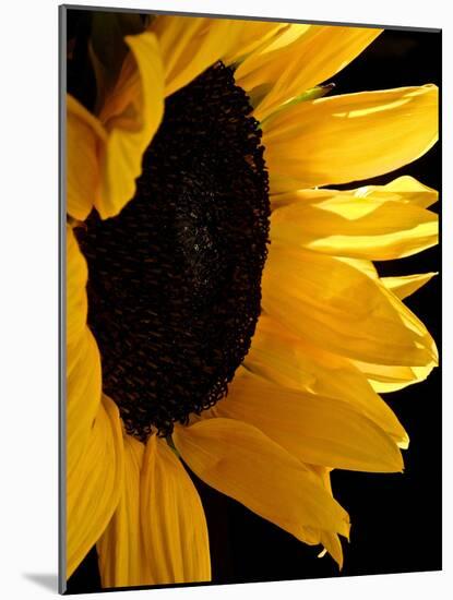 Sunlit Sunflowers II-Monika Burkhart-Mounted Photographic Print
