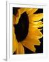 Sunlit Sunflowers II-Monika Burkhart-Framed Photographic Print