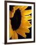 Sunlit Sunflowers II-Monika Burkhart-Framed Photographic Print