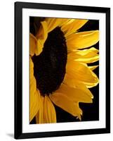 Sunlit Sunflowers II-Monika Burkhart-Framed Photographic Print