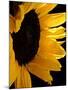 Sunlit Sunflowers II-Monika Burkhart-Mounted Photographic Print