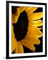 Sunlit Sunflowers II-Monika Burkhart-Framed Photographic Print