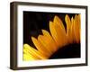 Sunlit Sunflowers III-Monika Burkhart-Framed Photographic Print