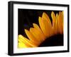 Sunlit Sunflowers III-Monika Burkhart-Framed Photographic Print