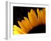 Sunlit Sunflowers III-Monika Burkhart-Framed Photographic Print