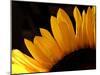 Sunlit Sunflowers III-Monika Burkhart-Mounted Photographic Print