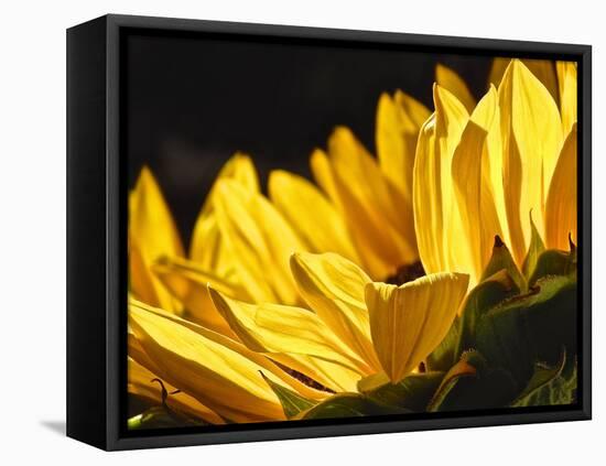 Sunlit Sunflowers IV-Monika Burkhart-Framed Stretched Canvas