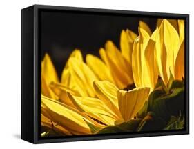 Sunlit Sunflowers IV-Monika Burkhart-Framed Stretched Canvas