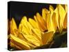 Sunlit Sunflowers IV-Monika Burkhart-Stretched Canvas