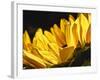 Sunlit Sunflowers IV-Monika Burkhart-Framed Photographic Print