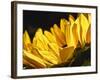 Sunlit Sunflowers IV-Monika Burkhart-Framed Photographic Print