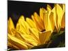 Sunlit Sunflowers IV-Monika Burkhart-Mounted Photographic Print