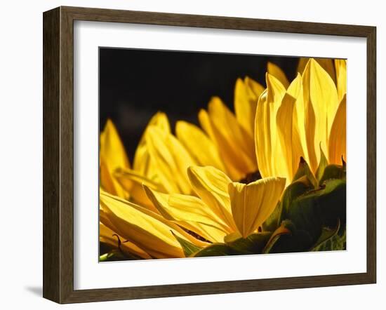 Sunlit Sunflowers IV-Monika Burkhart-Framed Photographic Print