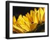 Sunlit Sunflowers IV-Monika Burkhart-Framed Photographic Print