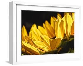 Sunlit Sunflowers IV-Monika Burkhart-Framed Photographic Print