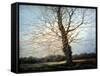 Sunlit Tree-Richard Willis-Framed Stretched Canvas