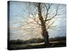 Sunlit Tree-Richard Willis-Stretched Canvas